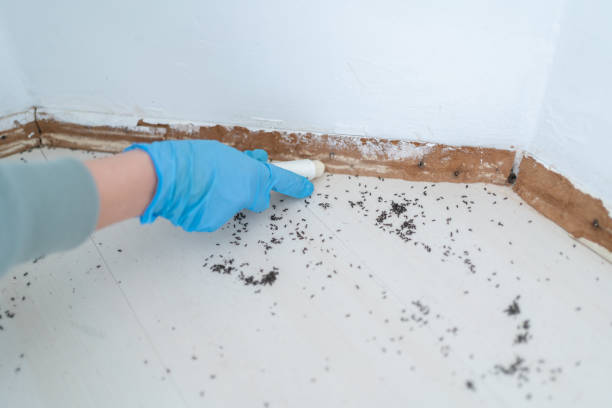 Best Pest Prevention Services  in Royal Palm Estates, FL